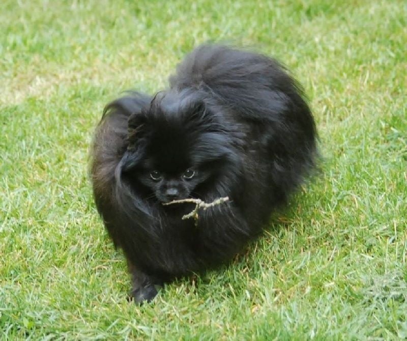 Publication : Des Hauts De Montlas Auteur : Sylvie Angles