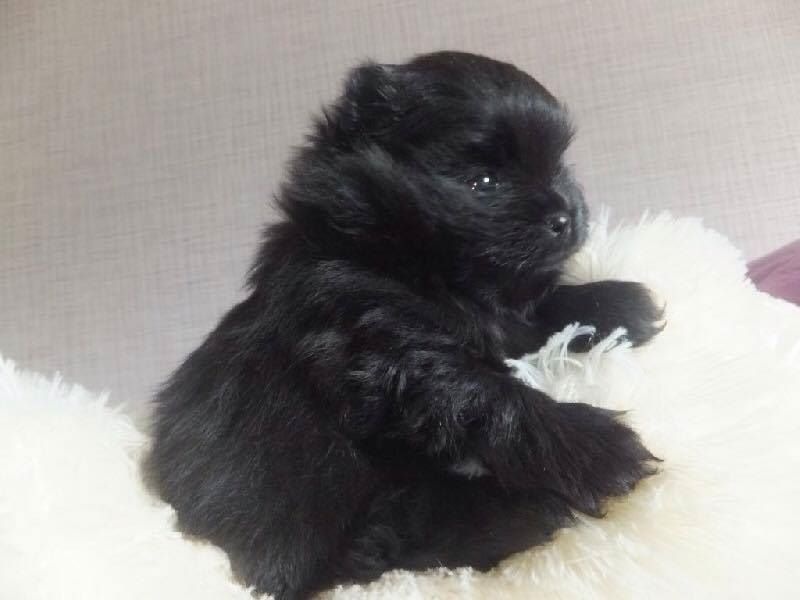 Publication : Des Hauts De Montlas Auteur : Sylvie Angles