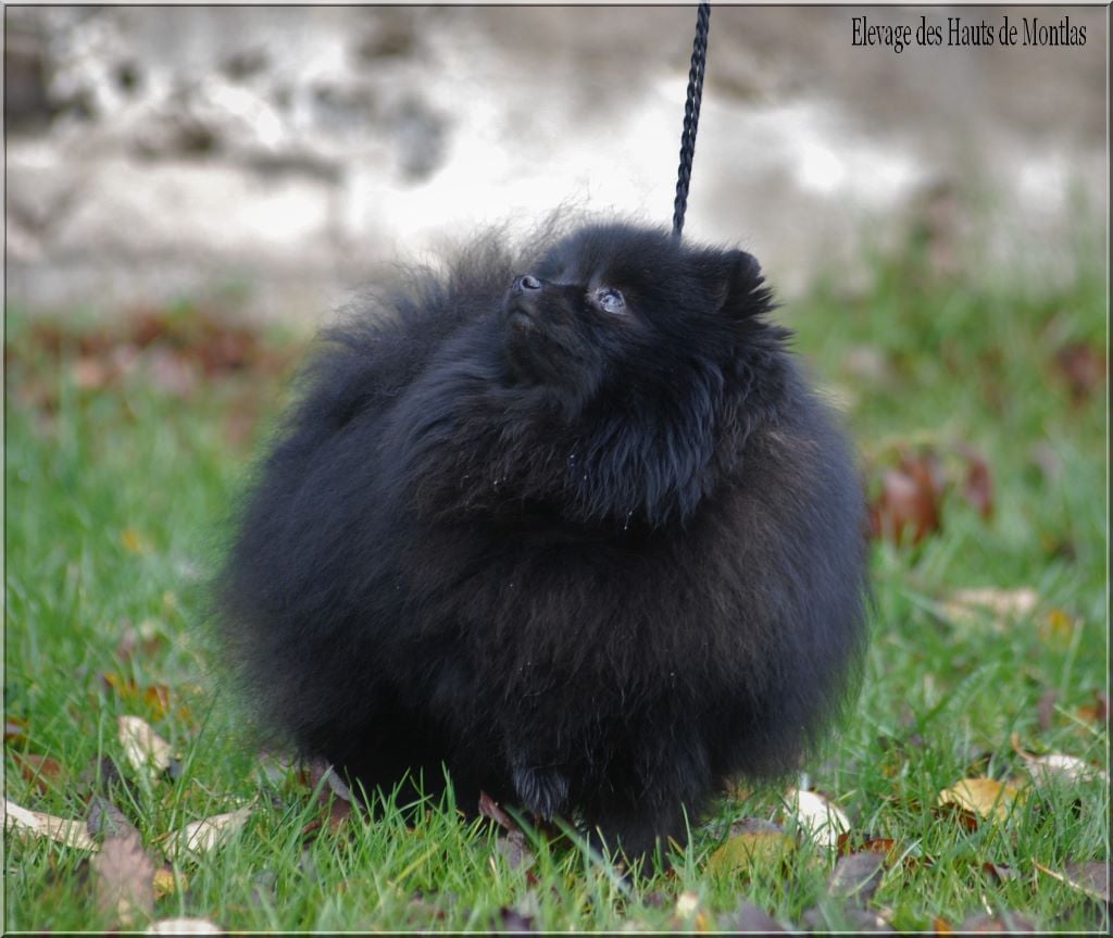 Publication : Des Hauts De Montlas Auteur : Sylvie Angles