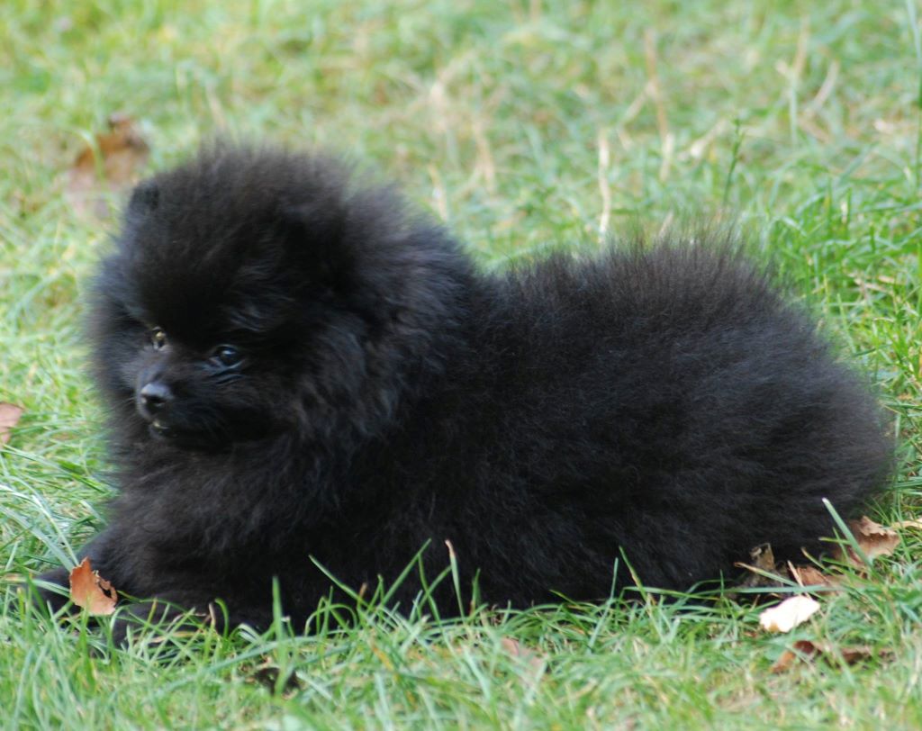 Publication : Des Hauts De Montlas Auteur : Sylvie Angles