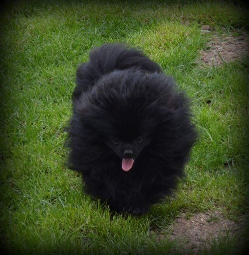 Publication : Des Hauts De Montlas Auteur : Sylvie Angles