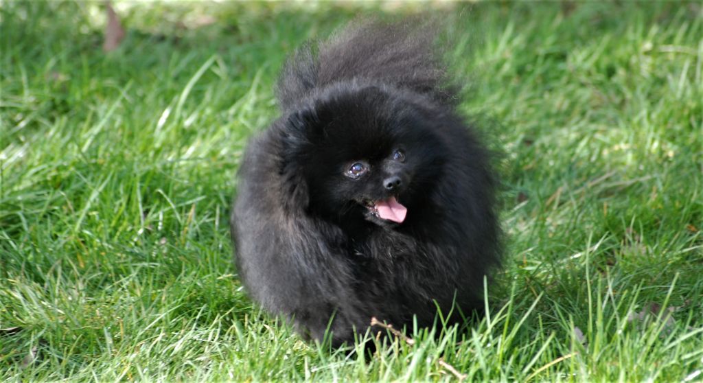 Publication : Des Hauts De Montlas Auteur : Sylvie Angles