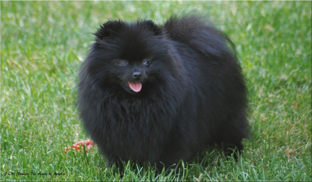 Publication : Des Hauts De Montlas Auteur : Sylvie Angles