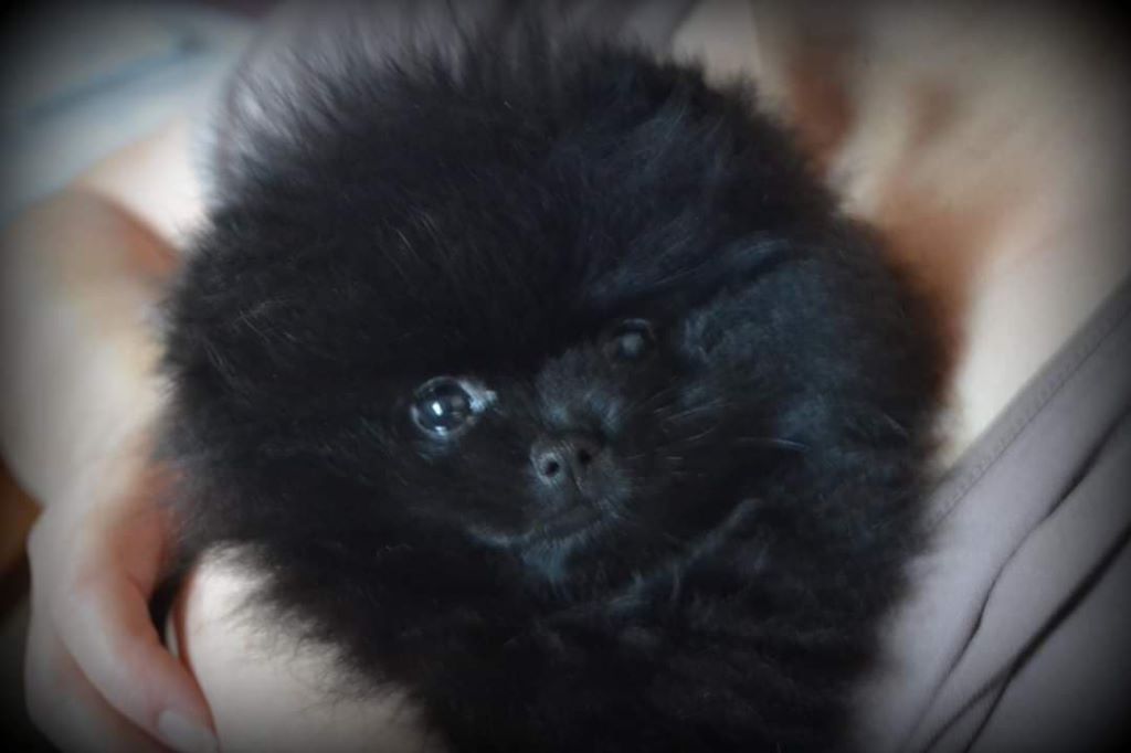 Publication : Des Hauts De Montlas Auteur : Sylvie Angles