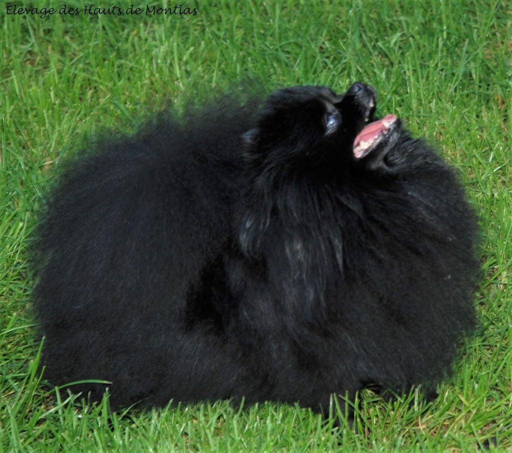 Publication : Des Hauts De Montlas Auteur : Sylvie Angles