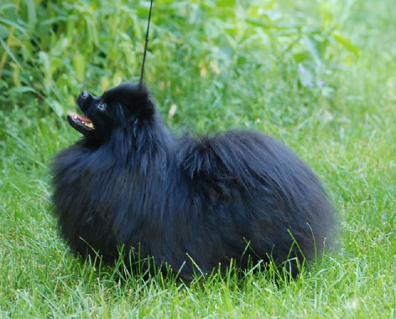 Publication : Des Hauts De Montlas Auteur : Sylvie Angles