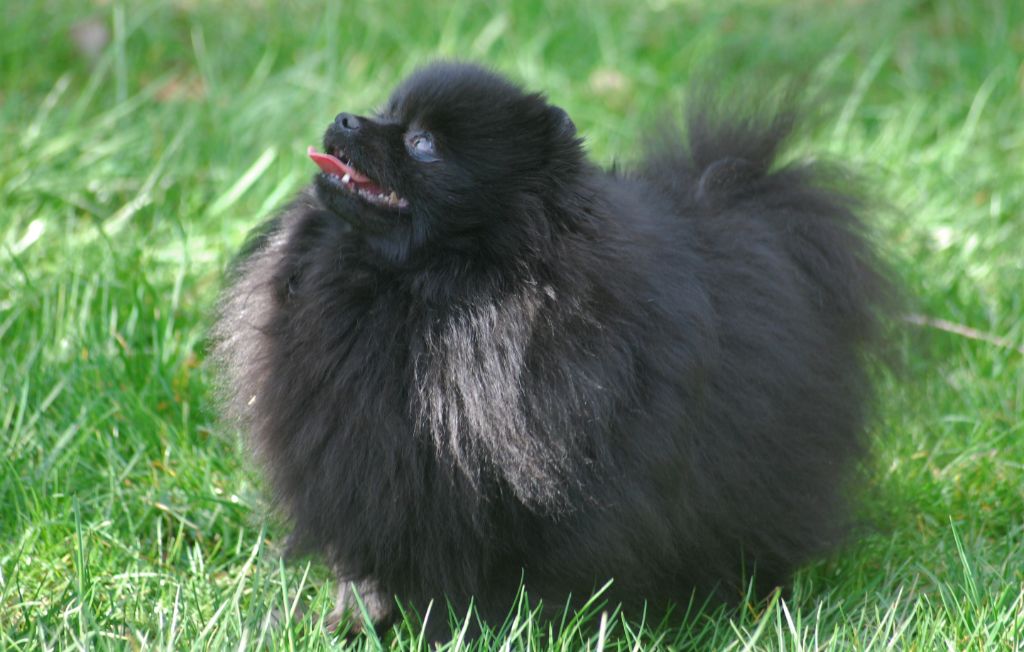 Publication : Des Hauts De Montlas Auteur : Sylvie Angles