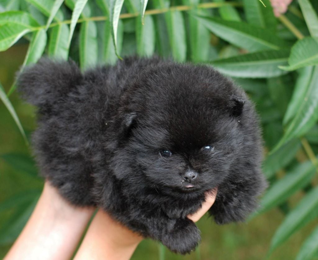 Publication : Des Hauts De Montlas Auteur : Sylvie Angles