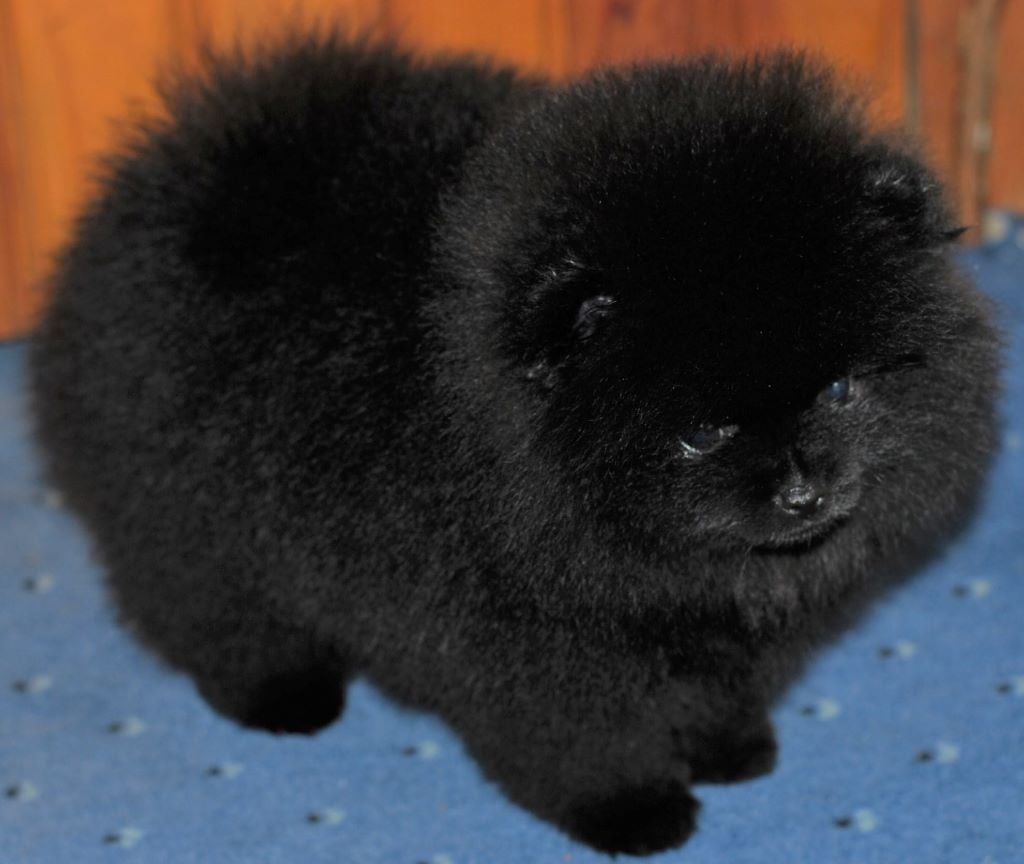 Publication : Des Hauts De Montlas Auteur : Sylvie Angles