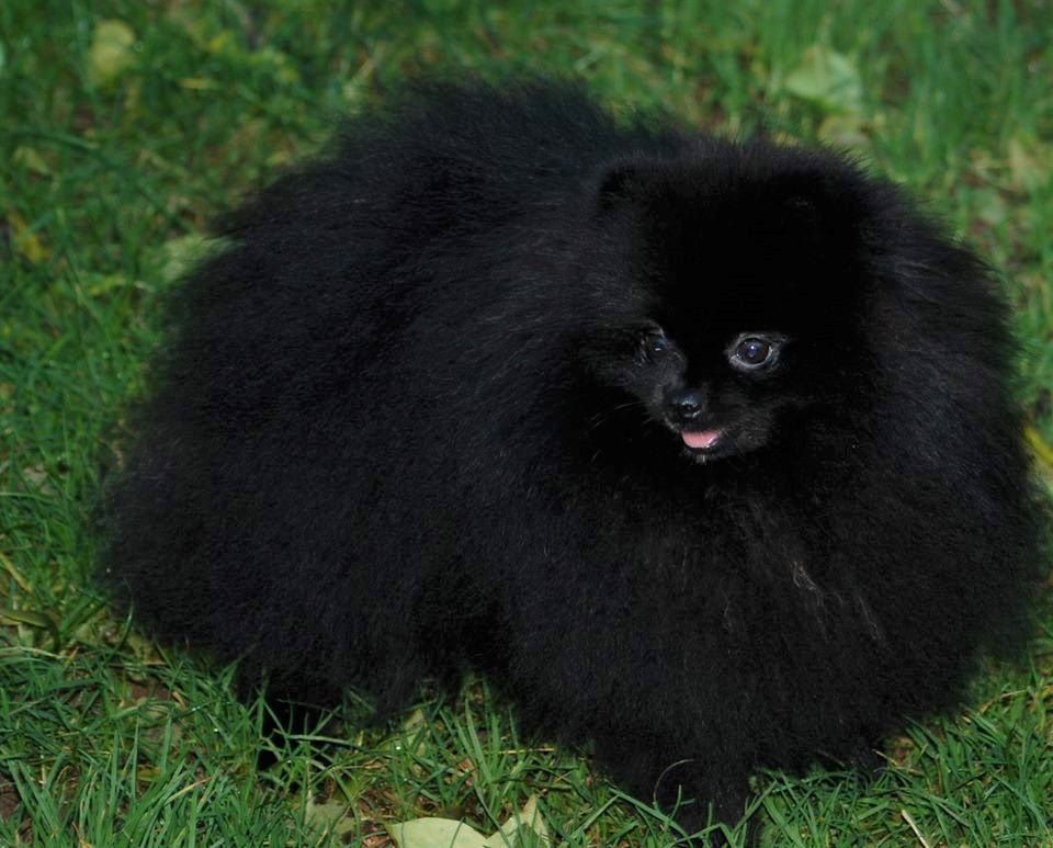 Publication : Des Hauts De Montlas Auteur : Sylvie Angles