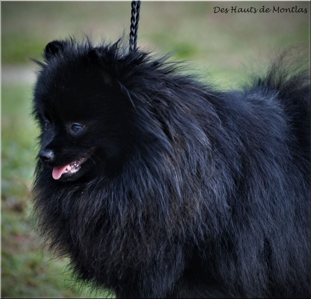 Publication : Des Hauts De Montlas Auteur : Sylvie Angles