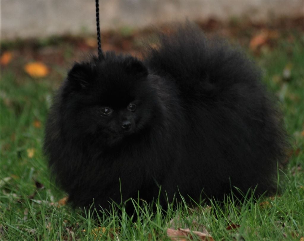 Publication : Des Hauts De Montlas Auteur : Sylvie Angles