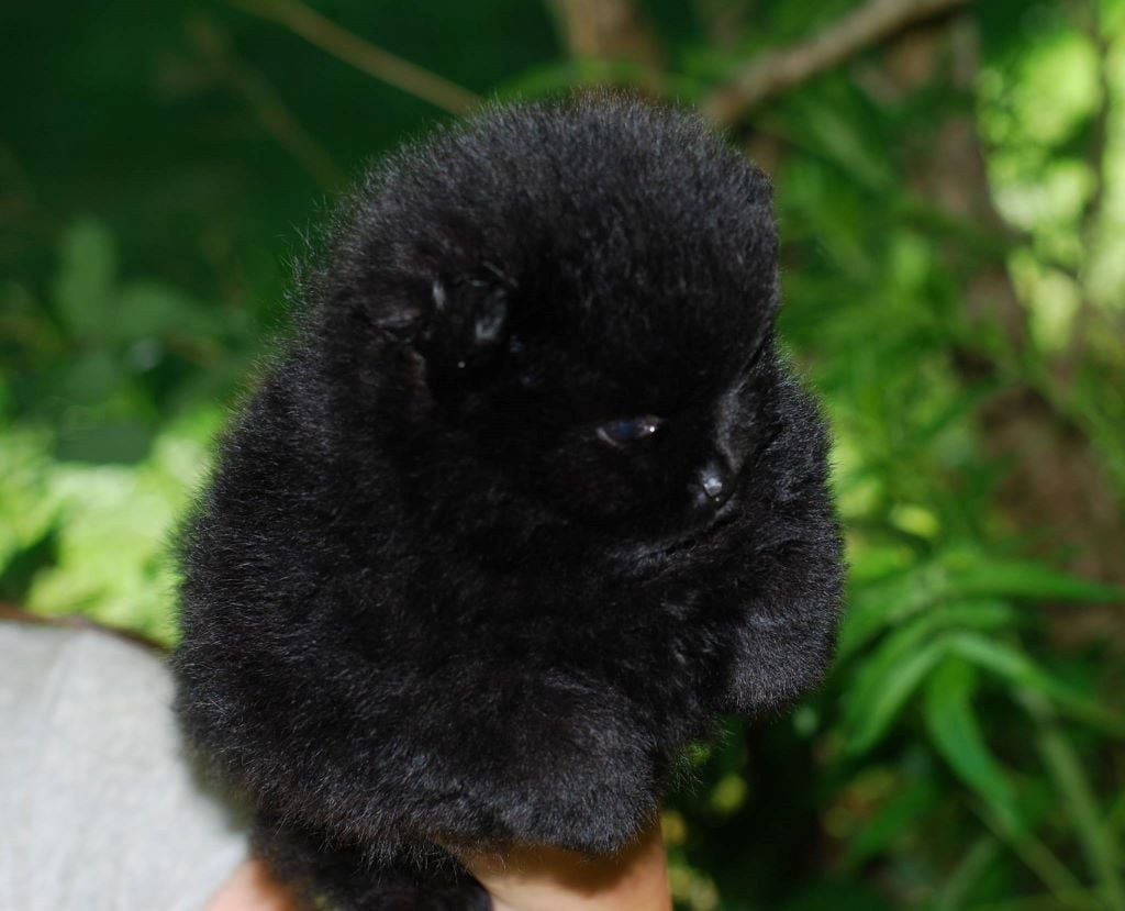 Publication : Des Hauts De Montlas Auteur : Sylvie Angles