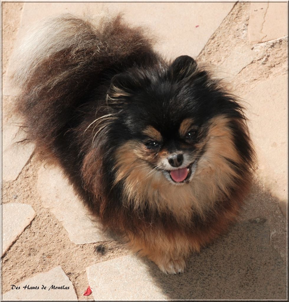 Publication : Des Hauts De Montlas Auteur : Sylvie Angles