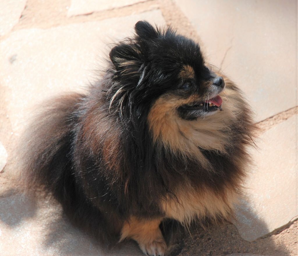 Publication : Des Hauts De Montlas Auteur : Sylvie Angles