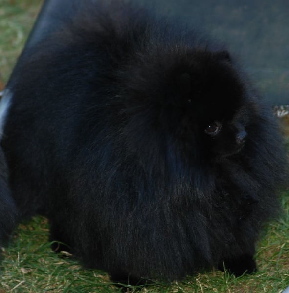 Publication : Des Hauts De Montlas Auteur : Sylvie Angles