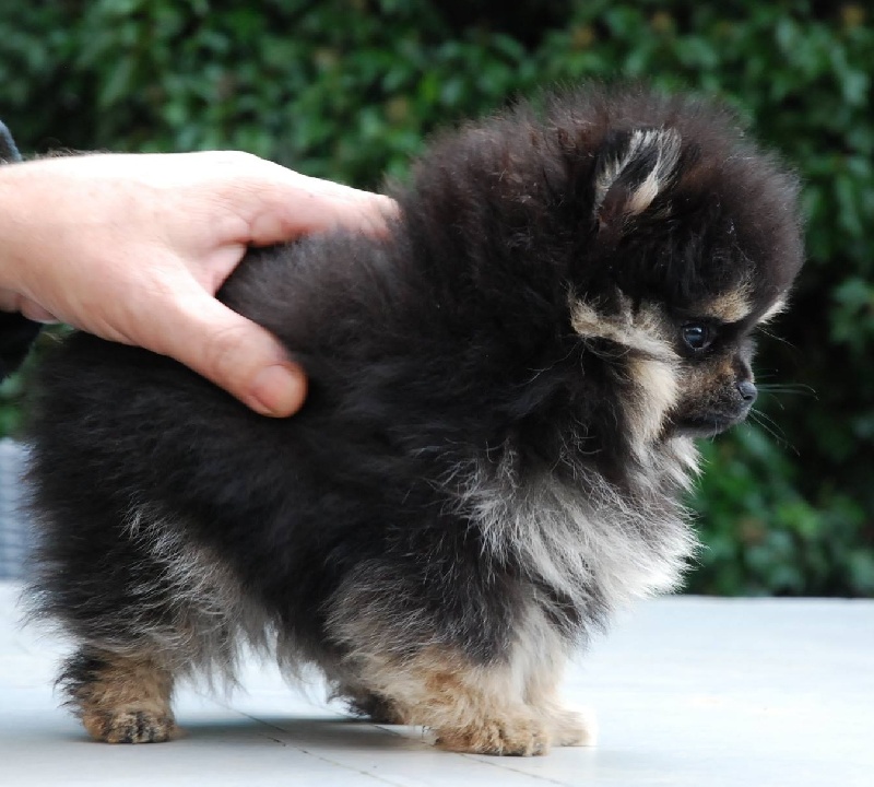 Publication : Des Hauts De Montlas Auteur : Sylvie Angles