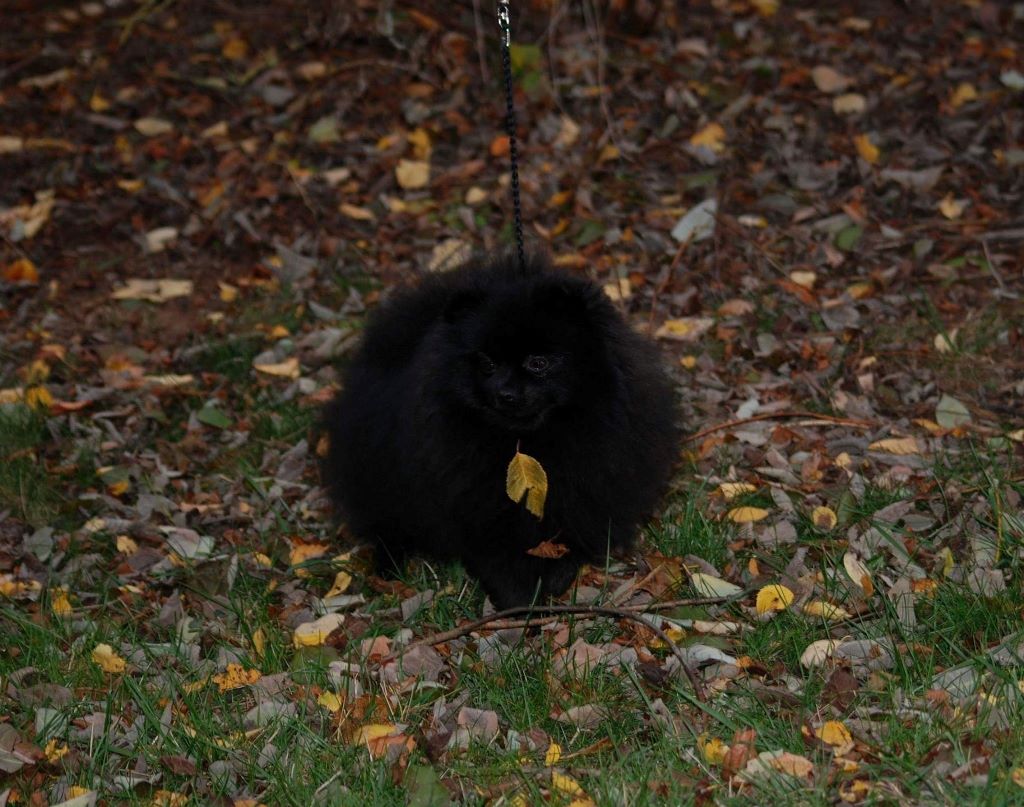 Publication : Des Hauts De Montlas Auteur : Sylvie Angles