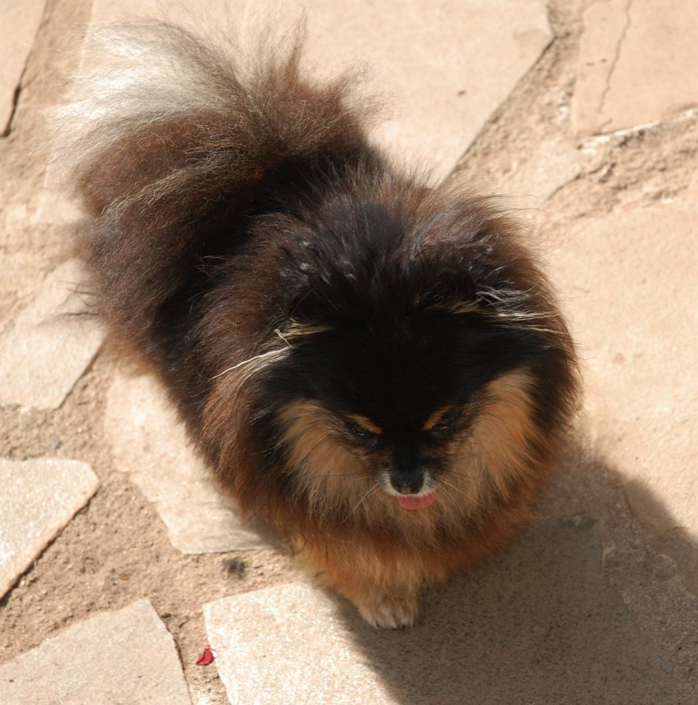 Publication : Des Hauts De Montlas Auteur : Sylvie Angles