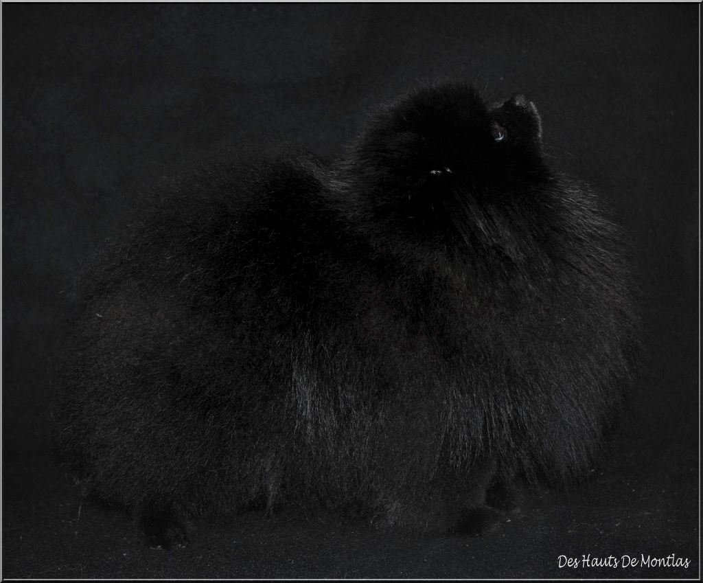 Publication : Des Hauts De Montlas Auteur : Sylvie Angles