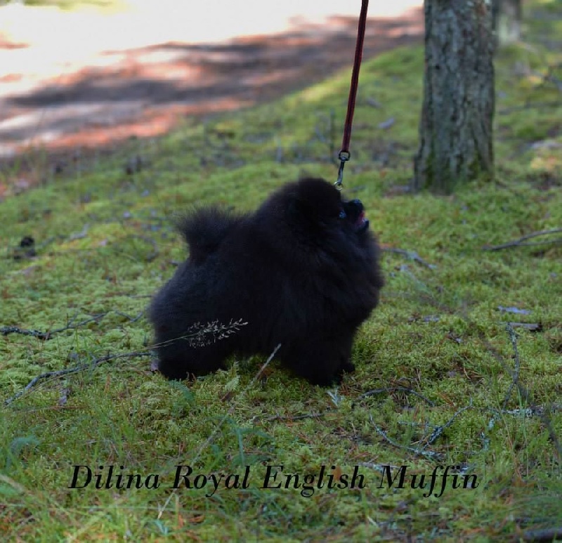 Publication : Des Hauts De Montlas Auteur : Sylvie Angles