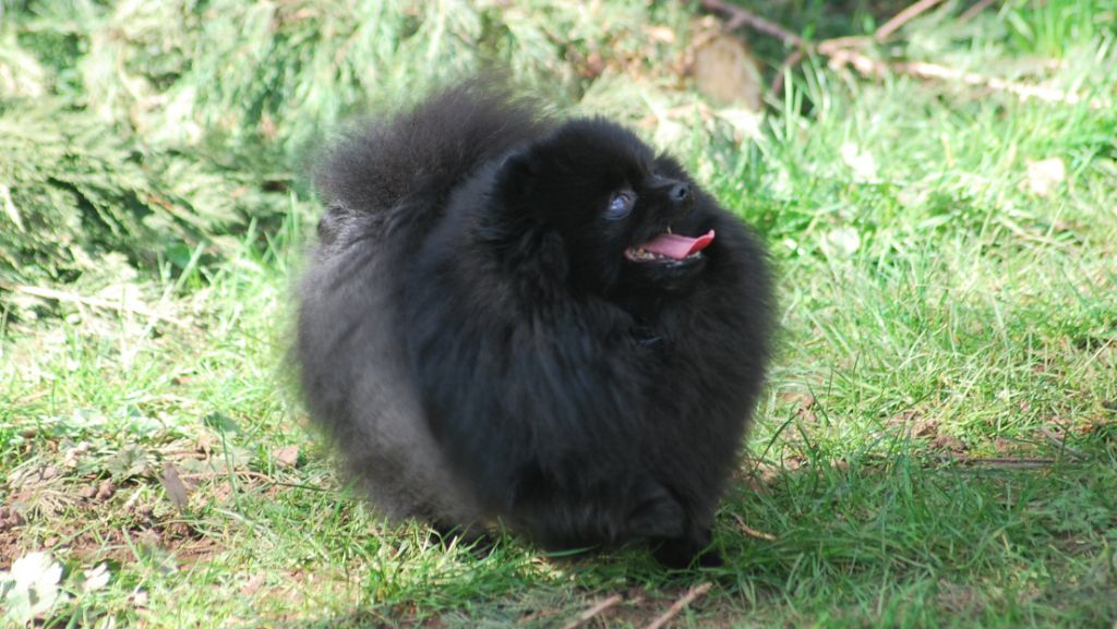 Publication : Des Hauts De Montlas Auteur : Sylvie Angles