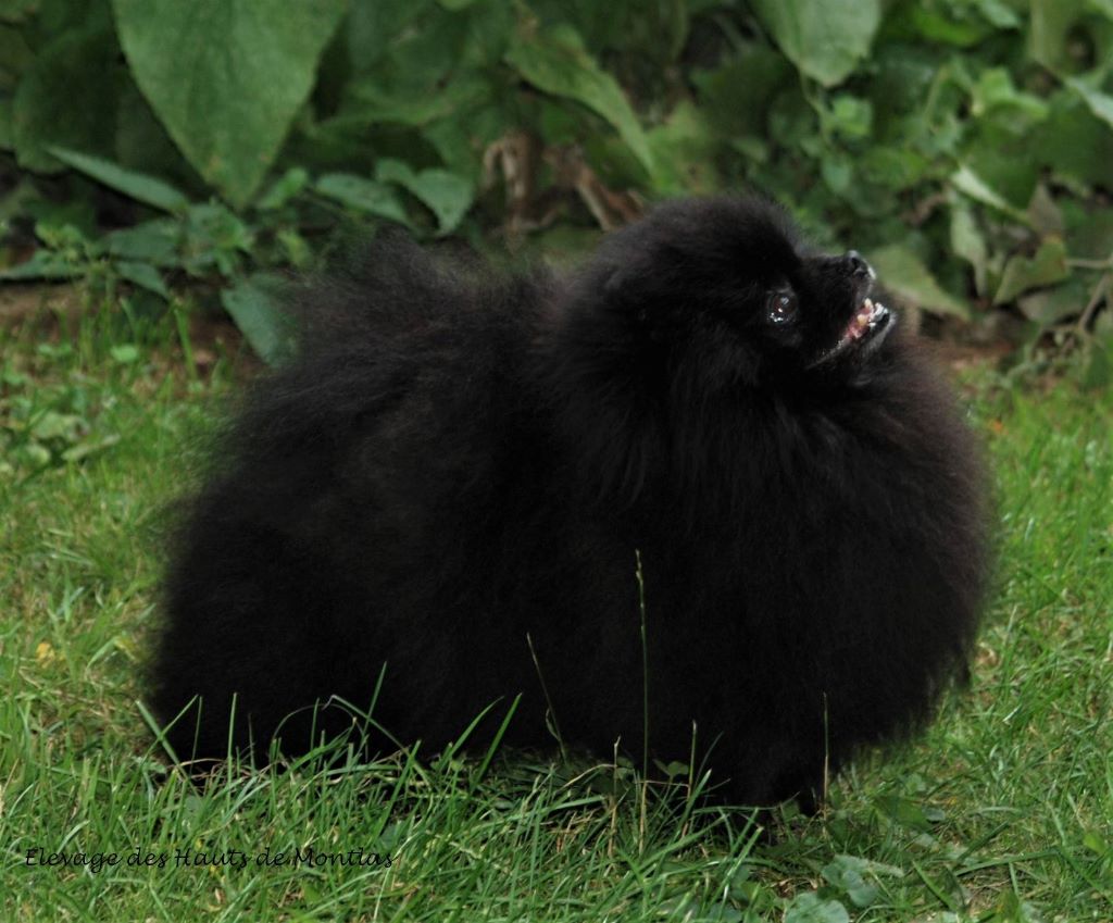 Publication : Des Hauts De Montlas Auteur : Sylvie Angles