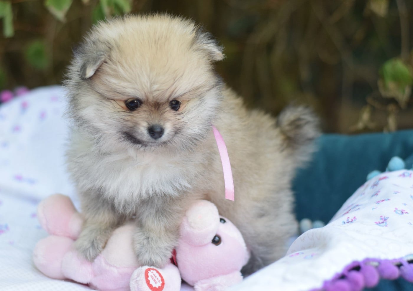 Chiot N°3