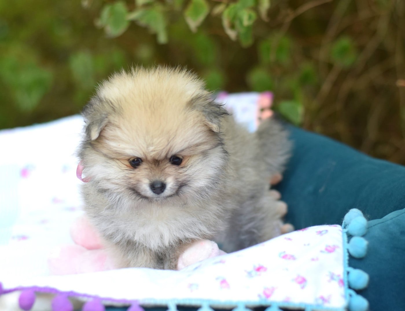 Chiot N°3