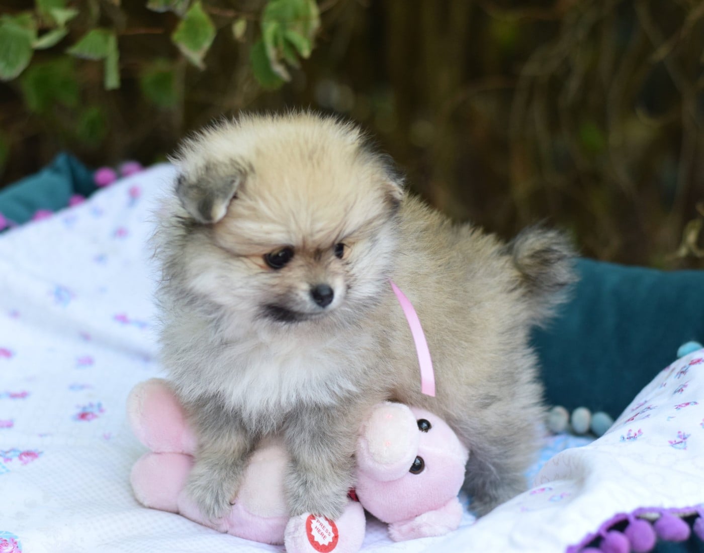 Chiot N°3