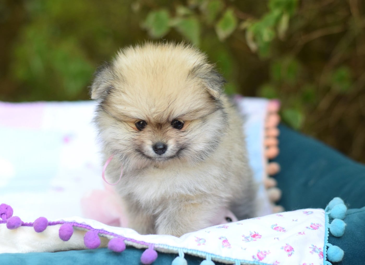 Chiot N°3
