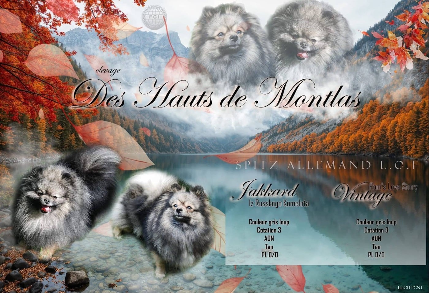 Spitz allemand - Des Hauts De Montlas