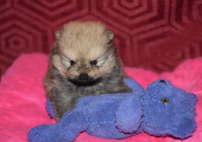 Les chiots de Spitz allemand