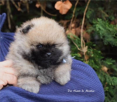 Les chiots de Spitz allemand
