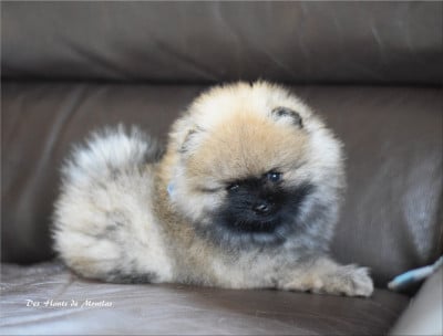 Les chiots de Spitz allemand