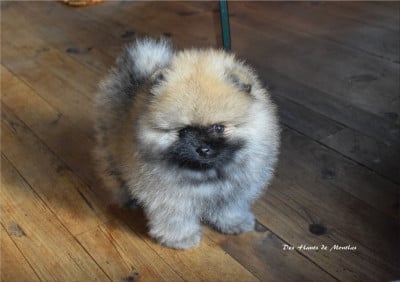 Les chiots de Spitz allemand