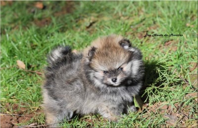 Les chiots de Spitz allemand