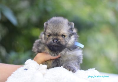Spitz allemand