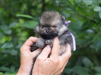 Les chiots de Spitz allemand