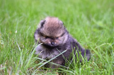Les chiots de Spitz allemand