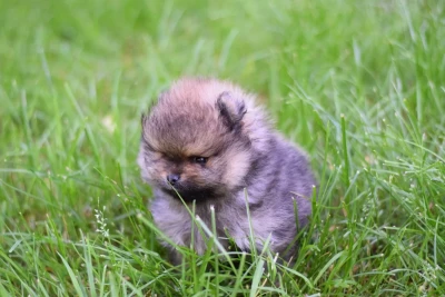 Les chiots de Spitz allemand