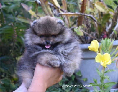 Les chiots de Spitz allemand
