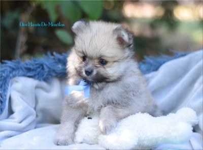 Les chiots de Spitz allemand