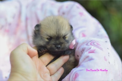 Chiot N°2 - Spitz allemand