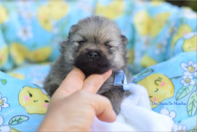 Spitz allemand