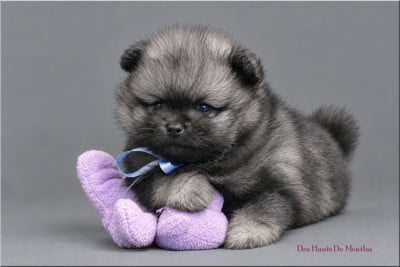 Les chiots de Spitz allemand