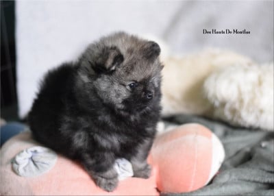 Les chiots de Spitz allemand