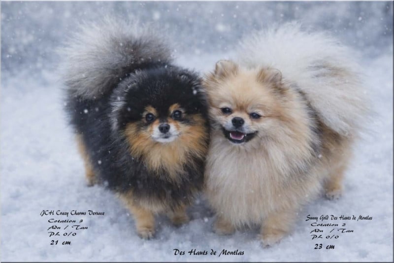 Spitz allemand - Des Hauts De Montlas