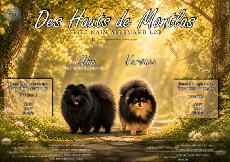 Spitz allemand - Des Hauts De Montlas