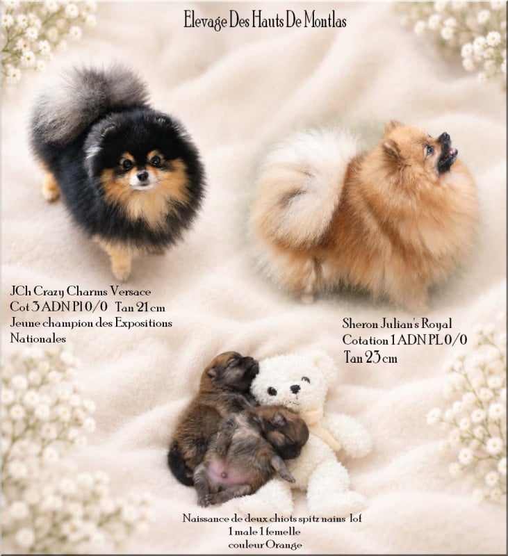Spitz allemand - Des Hauts De Montlas